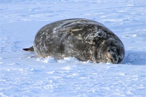 Blubber Puppy Rproperanimalnames