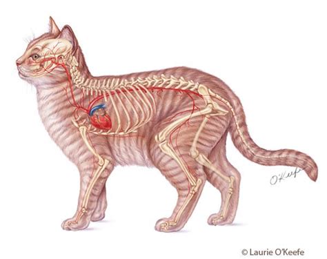 Cat Circulatory System Illustration By Laurie O Keefe Cat Anatomy