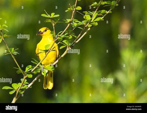 Black Naped Oriole Bird Looking For Food In The Morning Sun The Black
