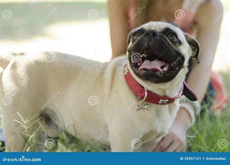 Perro Del Barro Amasado Con El Dueño En Un Parque Imagen de archivo