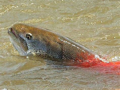 絶滅危惧種イトウ（サケ科）北海道尻別川個体群の復元活動 公益社団法人日本ユネスコ協会連盟