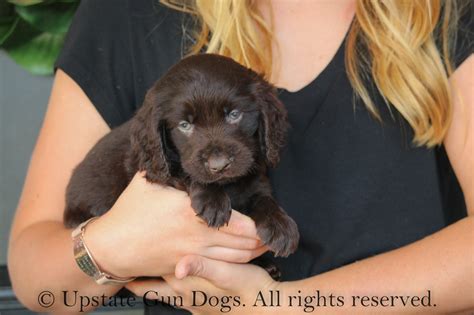 Boykin Spaniel Puppies Boykin Spaniels And Other Gun Dogs Available