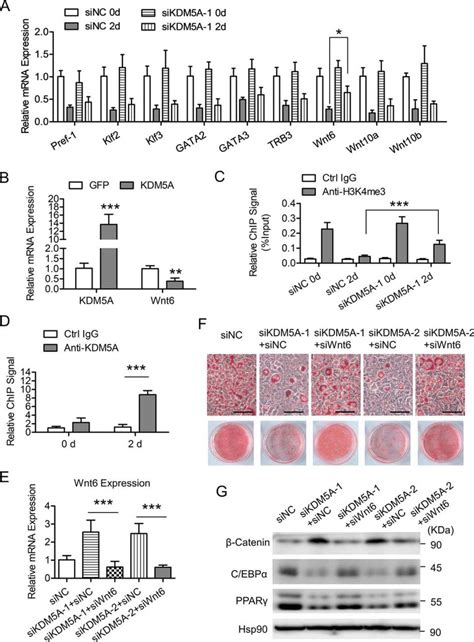 Histone Demethylase Kdm A Is Transactivated By The Transcription Factor