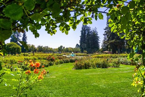 Landscape in the Municipal Rose Garden, San Jose, California Stock ...