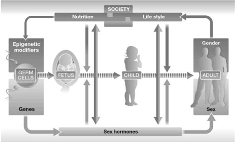 Complex Interdependency Of Sex And Gender Throughout The Human Life