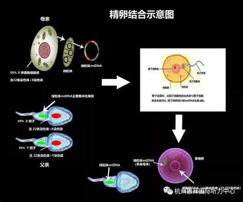 小时候打针耳朵就聋了，是怎么回事？线粒体基因突变与药物性耳聋的关系？ 知乎