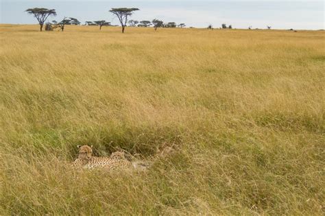 Safari 26 Sea Of Grass Read Janus