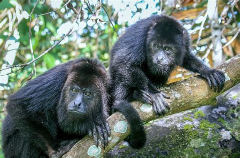 Wild Howler Monkeys In Belize Photograph By Diane Moller Fine Art America