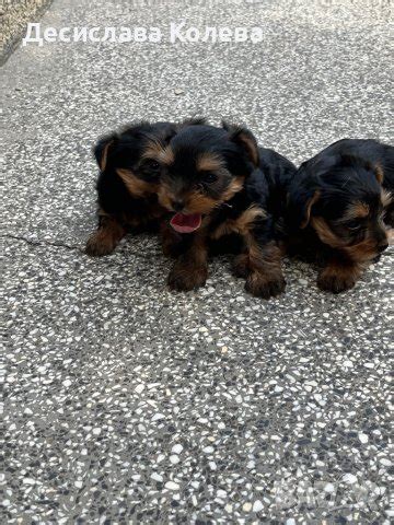 Продавам йорки в Йоркширски териер в гр. Попово - ID42113824 — Bazar.bg