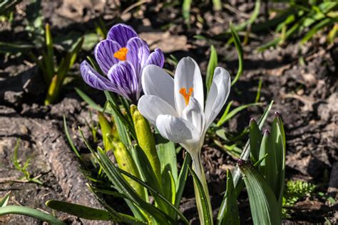 Hektar 이미지 – 찾아보기 6,024 스톡 사진, 벡터 및 비디오 | Adobe Stock