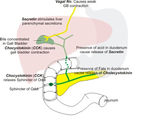 Pancreatic Bile And Large Intestine Secretions Screen 15 On Flowvella