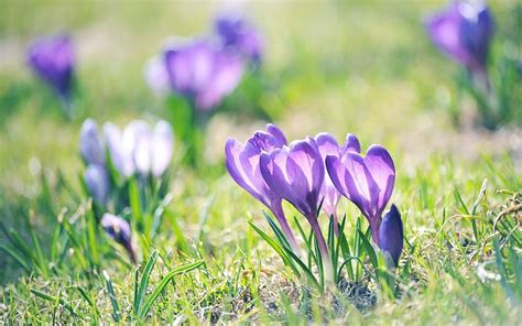 Flowers Flower Crocus Hd Wallpaper Peakpx