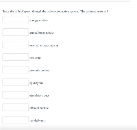Solved Trace The Path Of Sperm Through The Male Reproductive Chegg
