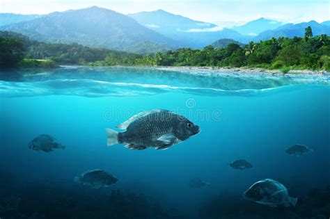 Group Of Nile Tilapia Fish Swim In Lake Stock Image Image Of