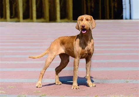 Is The Wirehaired Vizsla Temperament Near Perfect For A Family Dog?