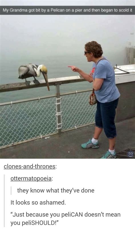 The best Pelican memes :) Memedroid