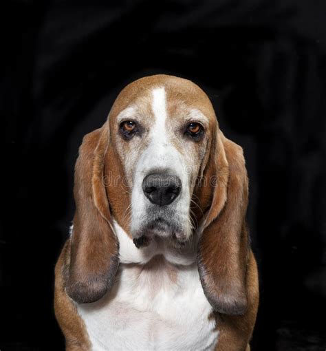 Basset Hound Studio Black Stock Image Image Of Domestic 104264209