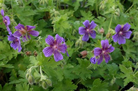 Storchschnabel Rosemoor Xl Bl Tenstauden Starkl Der Starke