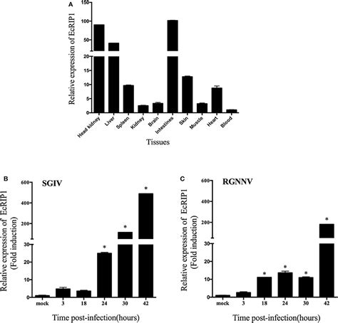 Frontiers Fish Rip1 Mediates Innate Antiviral Immune Responses