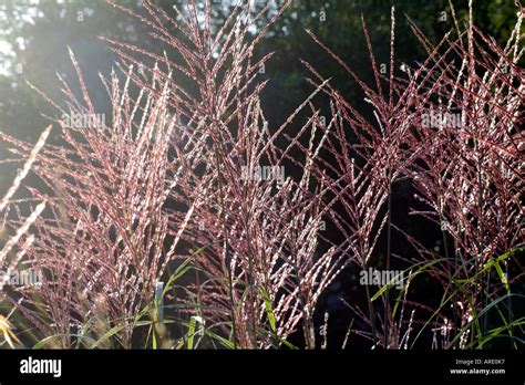 Miscanthus Sinensis Gracillimus Has Attractive Fingered Flowers Which