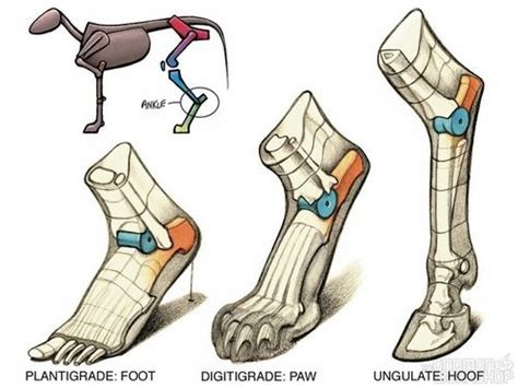 plantigrade | Animal drawings, Anatomy art, Anatomy drawing