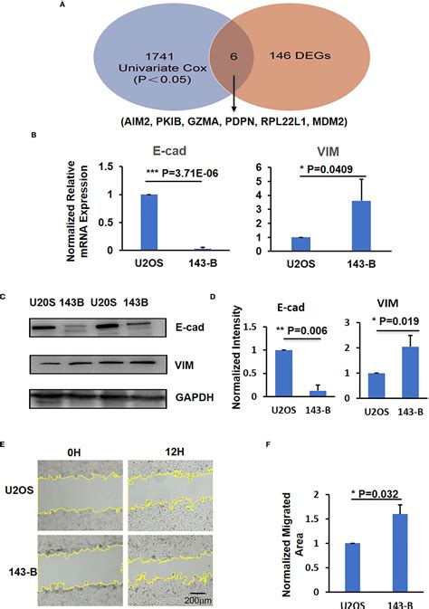 Frontiers Pkib Involved In The Metastasis And Survival Of Osteosarcoma