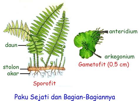 Struktur dan Manfaat Tumbuhan Paku yang Penting Untuk Diketahui – Dunia ...