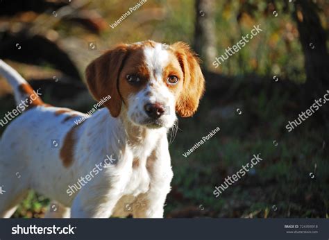 Epagneul Breton Spaniel Breton Brittany Spaniel Stock Photo 724393918 ...