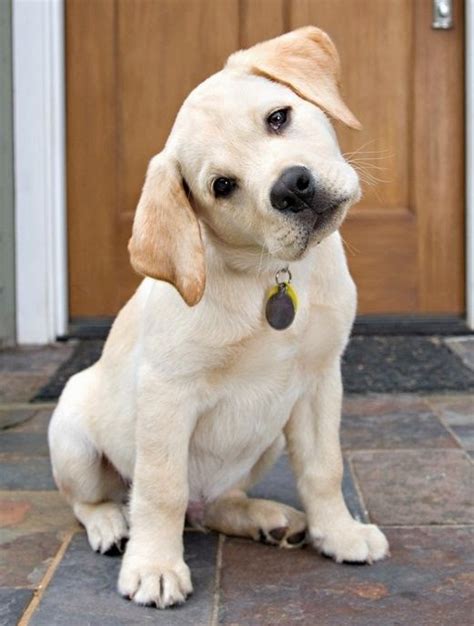 Pet's We Love: 5 All Time Favorite Dog Breeds