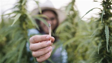 Marihuana La Droga Para Olvidarse De Todo Que Est Consumiendo Los