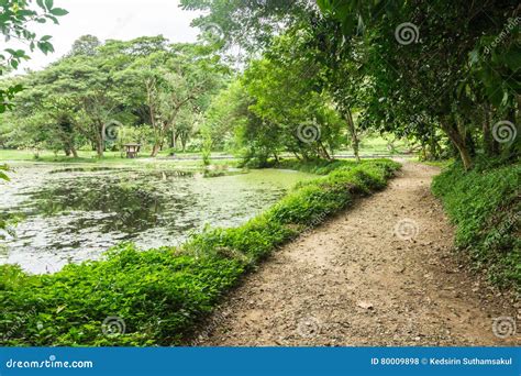 Peaceful Natural Pond In A Forest Stock Photo Image Of Pond Foliage