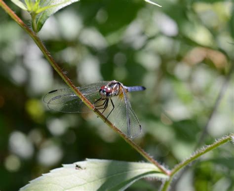 Free photo: Dragon Fly - Bug, Dragon, Fly - Free Download - Jooinn