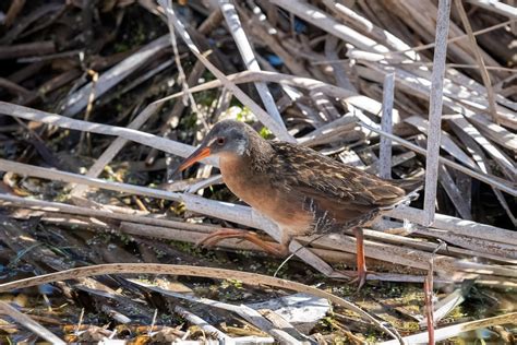 R Le De Virginie Virginia Rail La Prairie Parc D Flickr