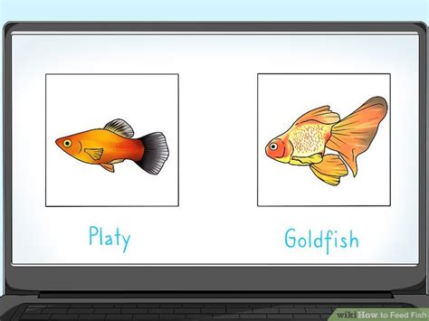 3 Ways to Feed Fish - wikiHow