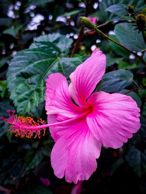 Premium Photo A Pink Flower With The Word Hibiscus On It