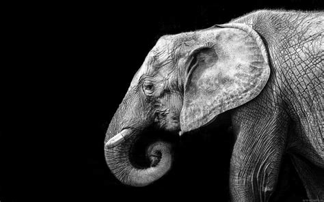 Elephant in black and white wallpaper | animals | Wallpaper Better