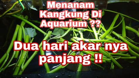 Cara Menanam Kangkung Di Aquarium Part1 YouTube