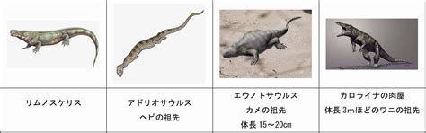 『生物の変遷と進化』第18回 両生類から爬虫類へ 奈良の鹿たち