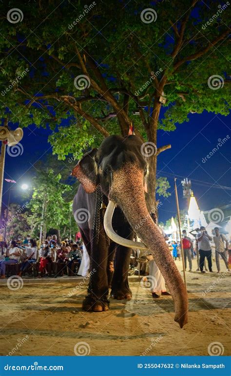 Spectacular Tusker Elephant Carrying The Casket Of Secret Relics In