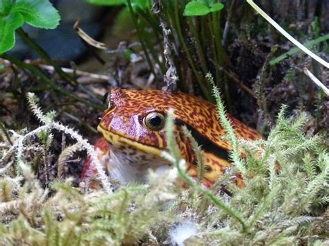 Tomato Frog Care Sheet