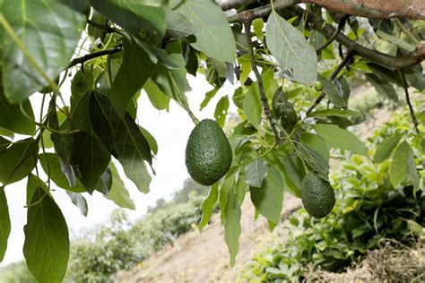 Honduras hará su primera exportación de aguacate Hass a Málaga - DIARIO ...
