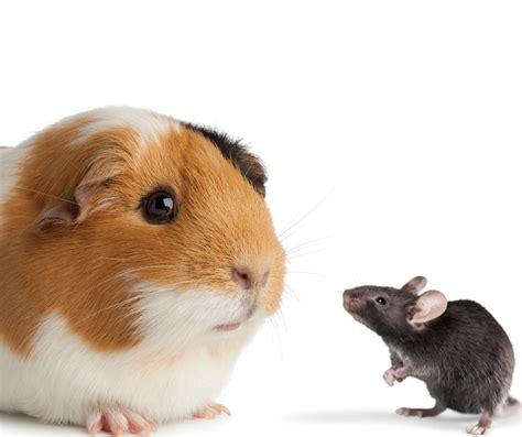 Can I Keep A Guinea Pig And Mouse Together More Guinea Pigs