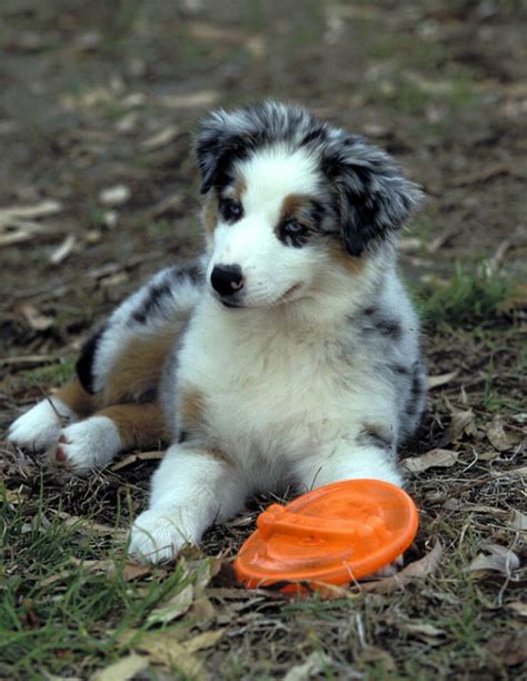 Australian puppy | Dog breeds, Reactive dog, Australian puppies