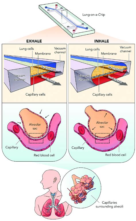 The mechanistic representation of the lung-on-a-chip (emulate chip)... | Download Scientific Diagram