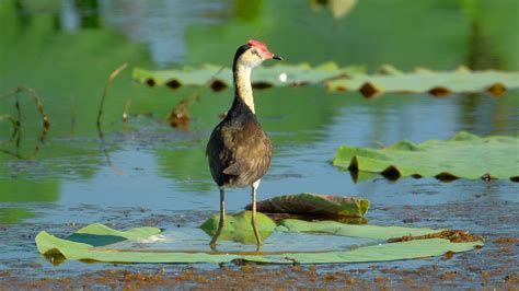 Freshwater Species Are Disappearing Fast — This Year Is Critical for ...