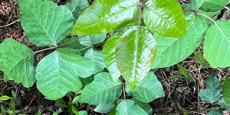 Poison Ivy Poison Oak Poison Sumac Whats The Difference Xpress