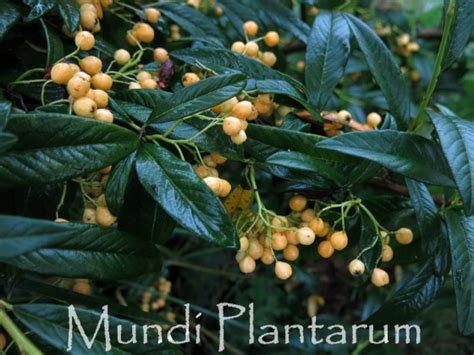 Cotoneaster Rothschildianus Mundi Plantarum