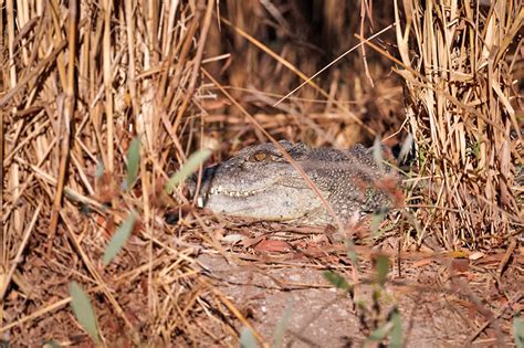 Taman Crocodylus Penyelamat Habitat Buaya Australia Media Permata Online