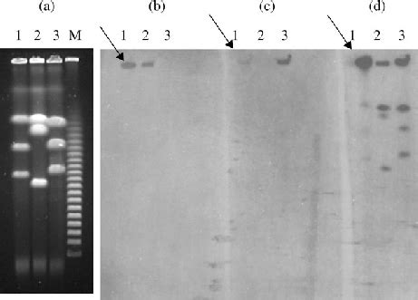 A Pfge Profile Of I Ceu I Digested Whole Cell Dnas From P Aeruginosa