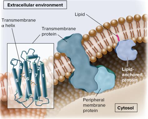 BIO Chpt 5 Membrane Structure Flashcards Quizlet